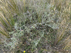 Olearia adenocarpa