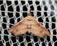 Philogethes metableta