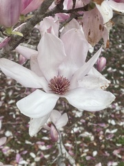 Magnolia liliiflora