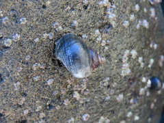 Littorininae