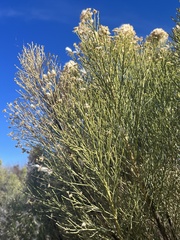 Baccharis sarothroides