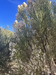 Baccharis sarothroides