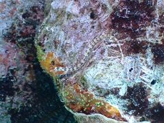 Corythoichthys flavofasciatus