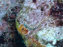 Corythoichthys flavofasciatus