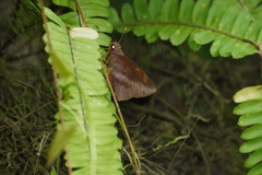 Talides sergestus