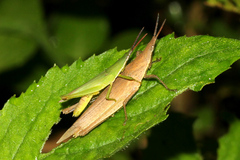 Atractomorpha similis