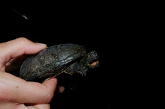 Kinosternon subrubrum hippocrepis