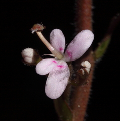 Stylidium elongatum