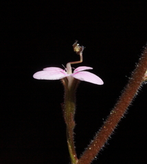 Stylidium elongatum