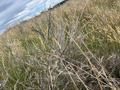 Carmichaelia australis