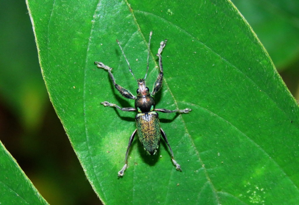 Naupactus aerosus