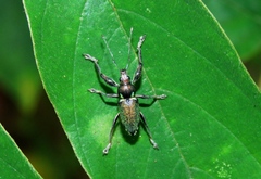 Naupactus aerosus