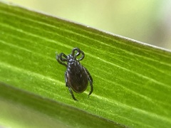 Ixodes pacificus