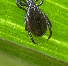 Ixodes pacificus