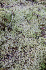 Racomitrium elongatum