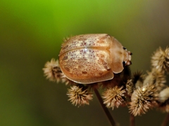 Paropsis charybdis