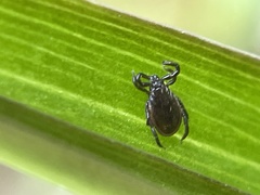 Ixodes pacificus