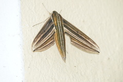 Xylophanes titana