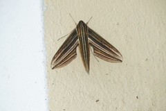 Xylophanes titana
