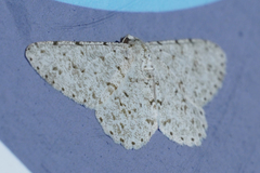 Hymenomima umbelularia