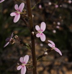 Stylidium elongatum