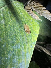 Dendropsophus microcephalus