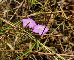 Convolvulus angustissimus