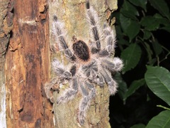 Lasiodora