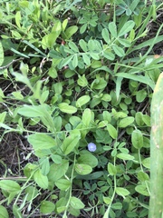 Evolvulus alsinoides