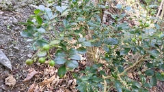 Murraya paniculata