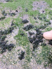Prasiola borealis