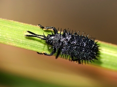 Hispellinus multispinosus