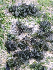 Prasiola borealis