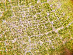 Prasiola borealis