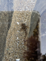 Clinocottus acuticeps