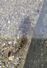 Clinocottus acuticeps