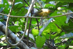 Mionectes oleagineus