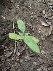 Helianthus gracilentus