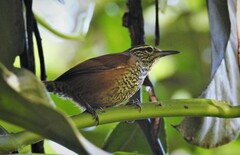 Pheugopedius maculipectus