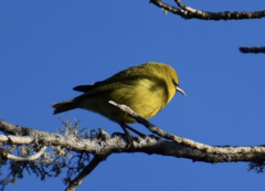 Chlorodrepanis virens