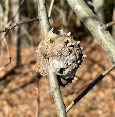 Callirhytis quercuscornigera