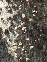 Ceiba aesculifolia