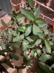 Tradescantia pallida