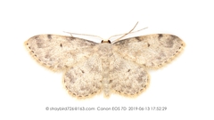 Idaea biselata