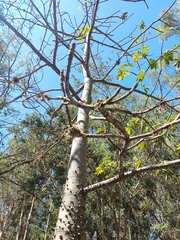 Ceiba aesculifolia