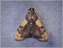 Rehimena cissophora