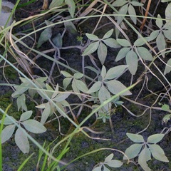 Ipomoea heptaphylla