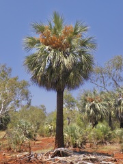 Livistona alfredii