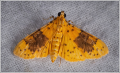 Conogethes semifascialis