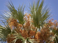 Livistona alfredii